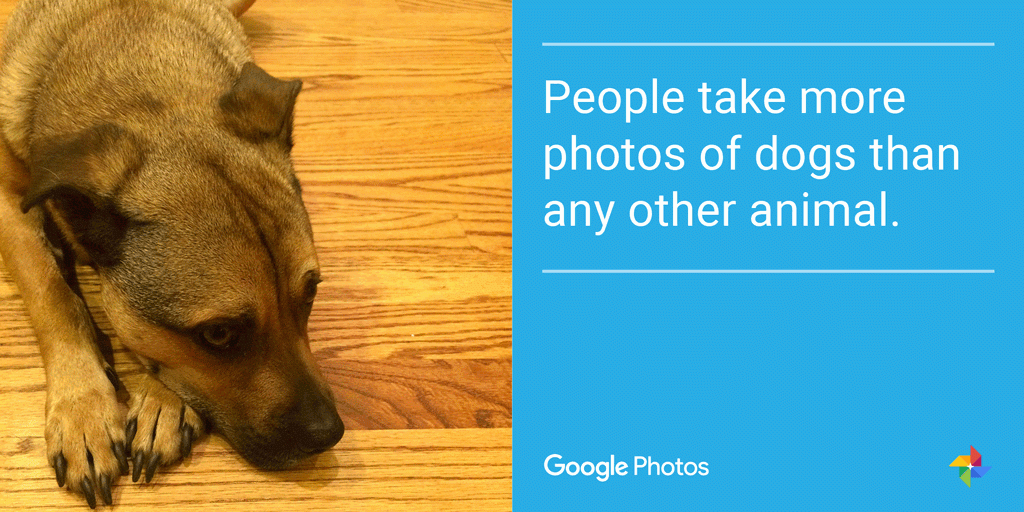 Google Photos Dog